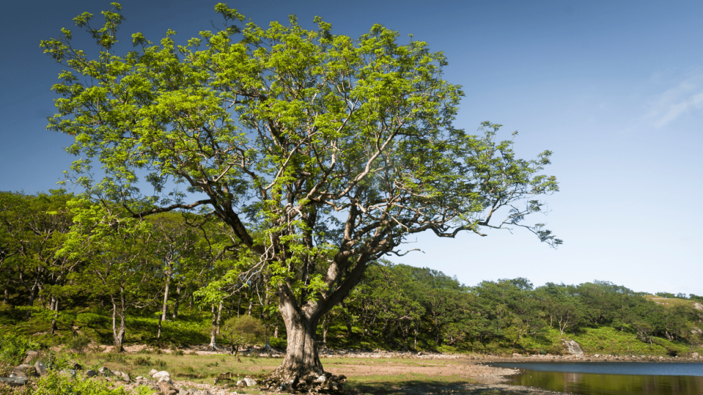 displays Hard Ash tree