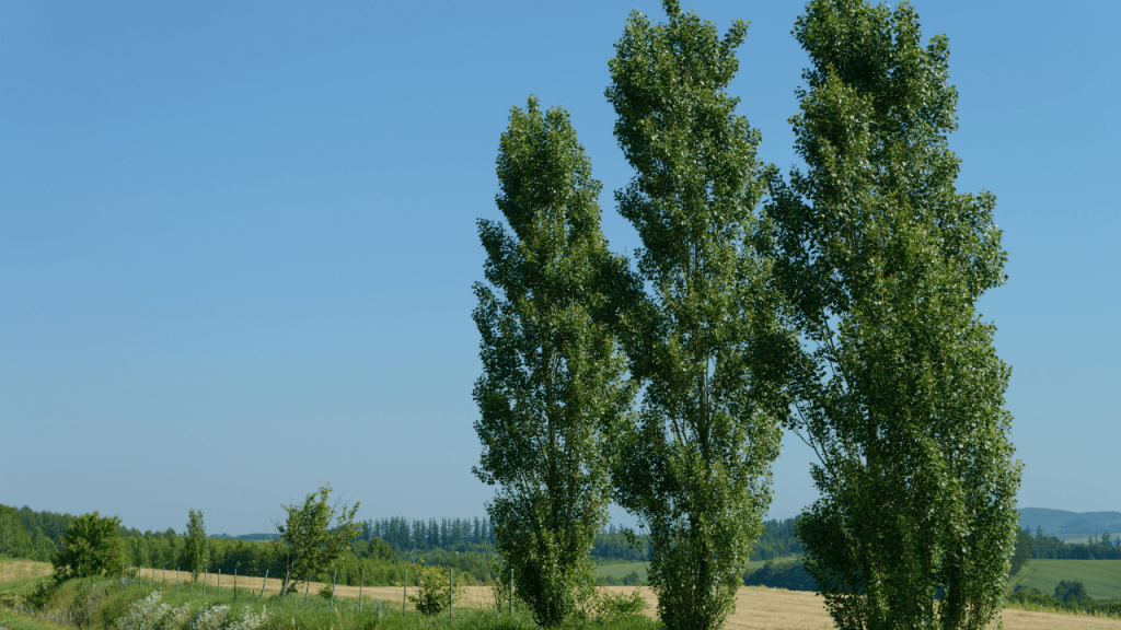 Displays Poplar trees