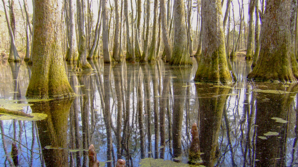 displays swamp ash trees